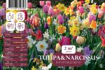 Bulbes à fleurs à planter à l'automne - Tulipes et Narcisses en mélange (x50) - face recto